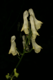 Aconitum lycoctonum subsp. neapolitanum RCP8-09 185.jpg